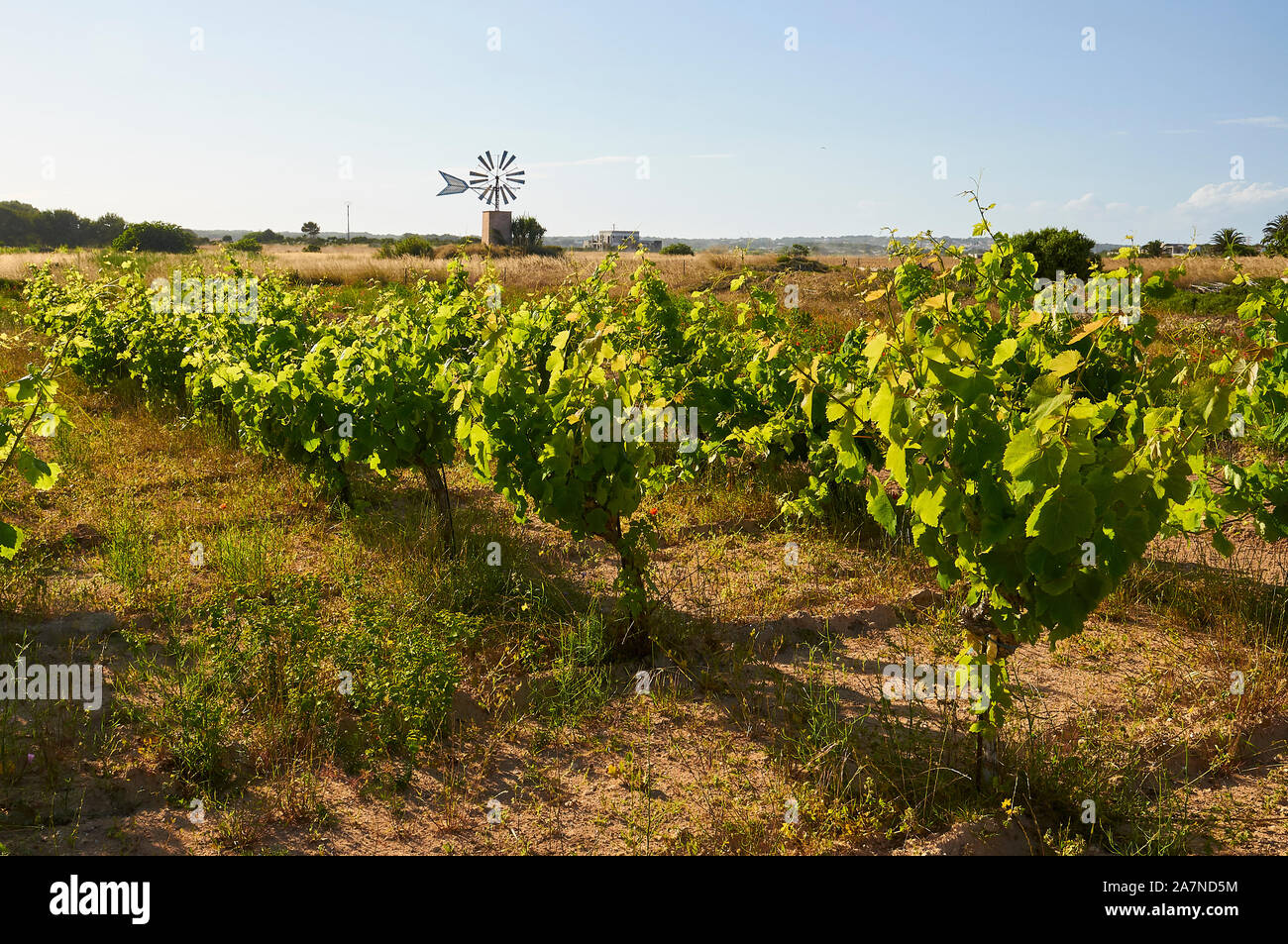 Traditionelle Weinbau in einer wachsenden Wein Weinreben (Vitis vinifera) Weinberg mit einer Windmühle in der Rückseite (Formentera, Balearen, Spanien) Stockfoto