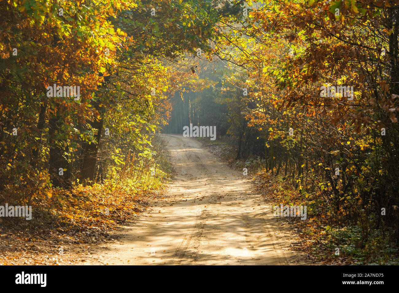 Eine leere Forststraße unter Bäumen mit Herbstlaub Stockfoto