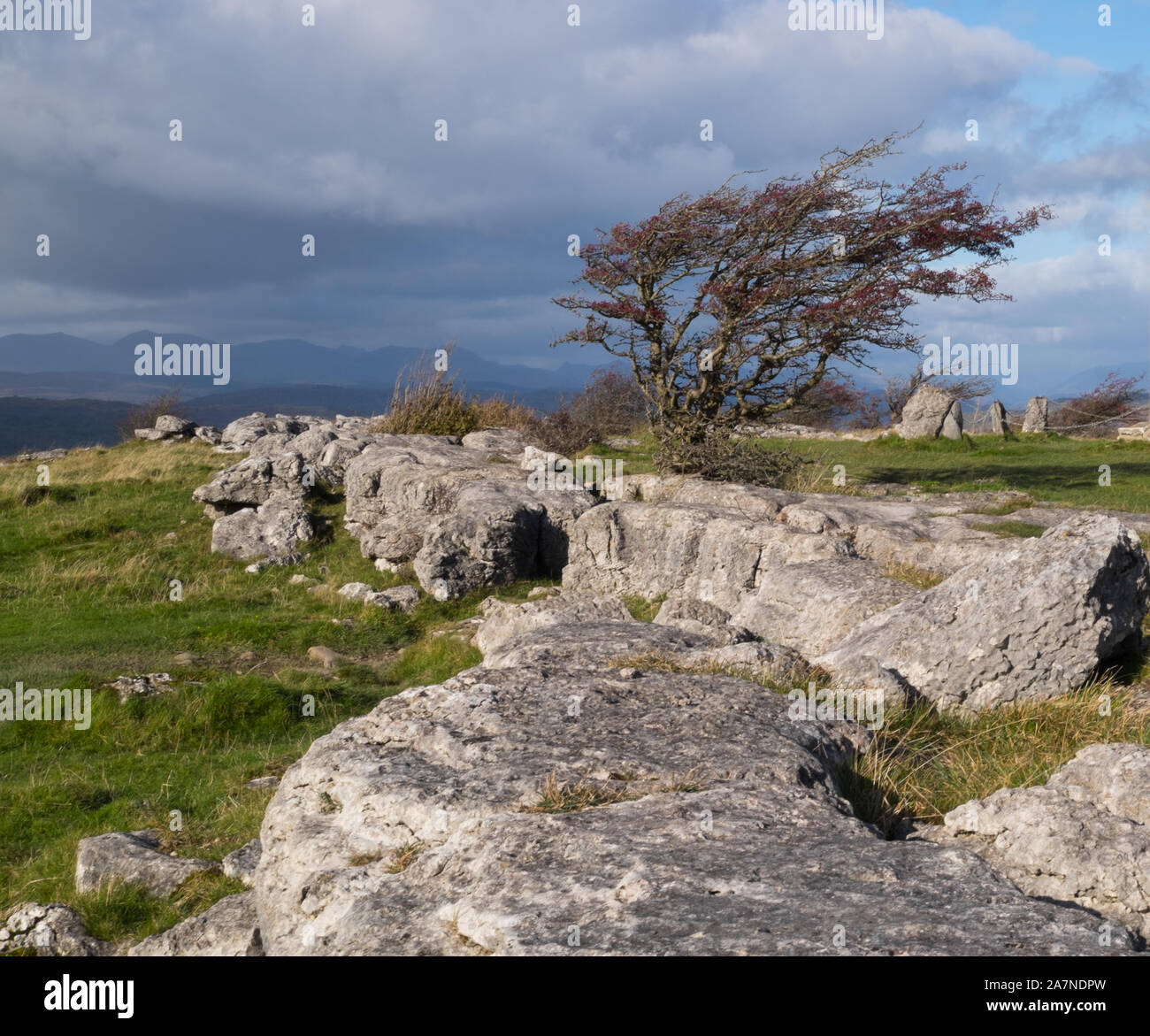 Windgepeitschter Baum auf Hampsfell Cumbria England Stockfoto