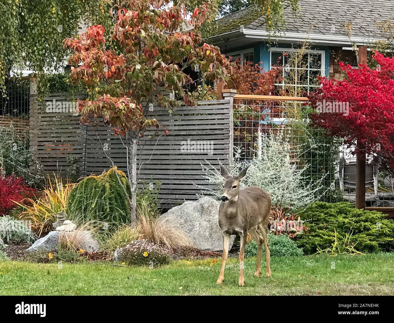 Ein Reh im bunten Herbst Szenario in Port Townsend, WA Stockfoto