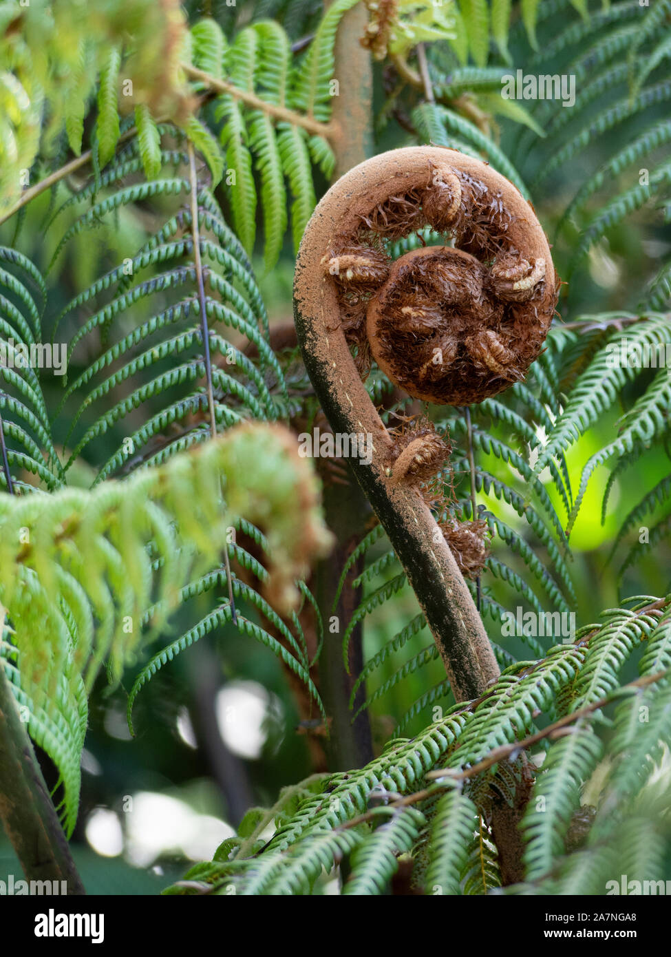 Wachsende, uncurling Wedel von Neuseeland Silver Fern, Ponga, punga oder wheki - Ponga, ländliche Auckland, Neuseeland Stockfoto