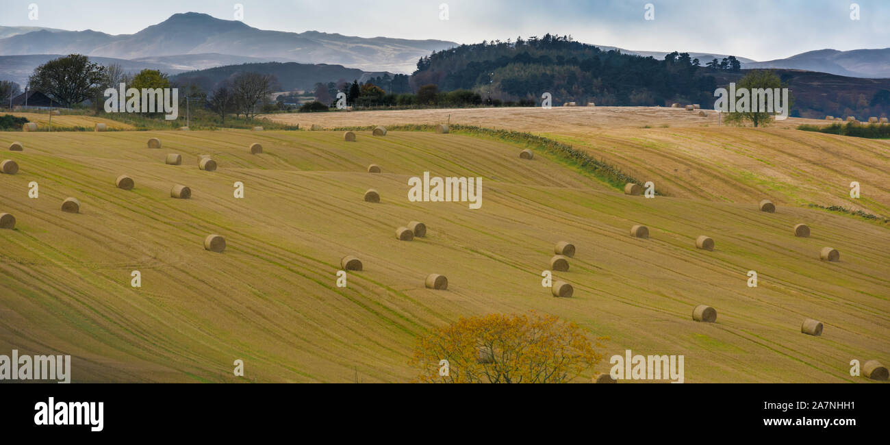 Landwirtschaft in Schottland - Perth und Kinross Rat Bezirk Stockfoto