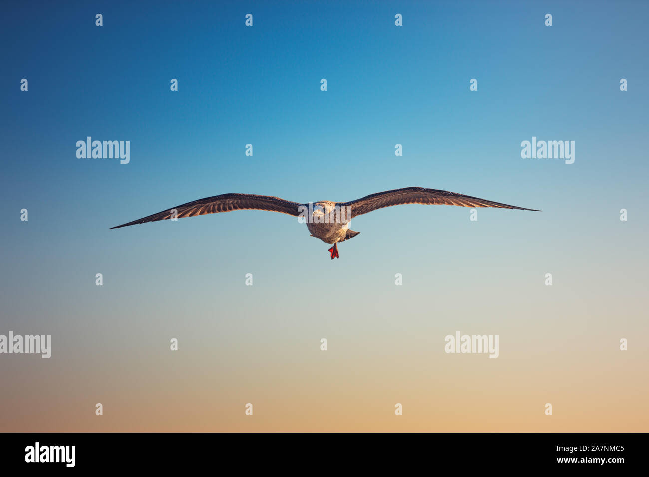 Fliegende Möwe über das Meer bei Sonnenaufgang. Stockfoto