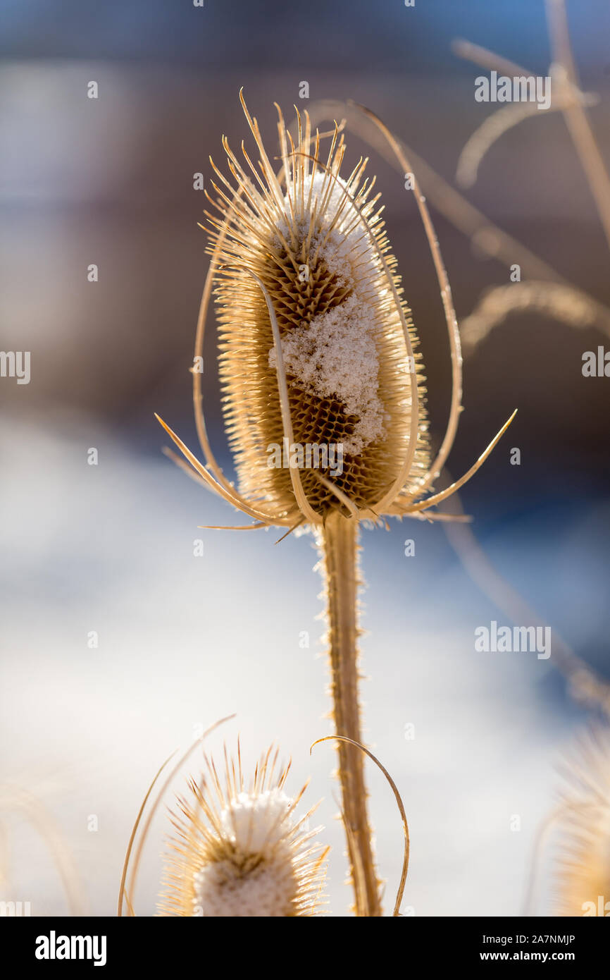 Tot thistle Köpfe im Winter mit Schnee bedeckt Stockfoto