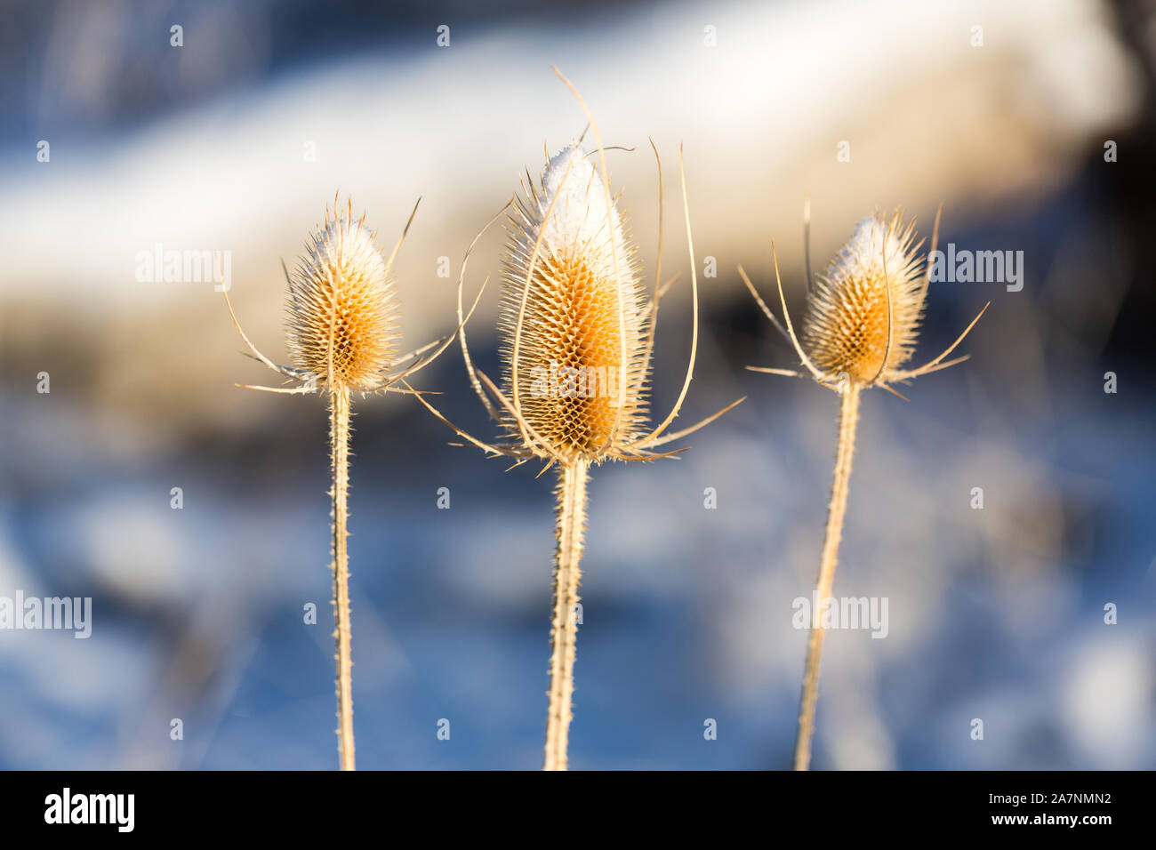 Tot thistle Köpfe im Winter mit Schnee bedeckt Stockfoto