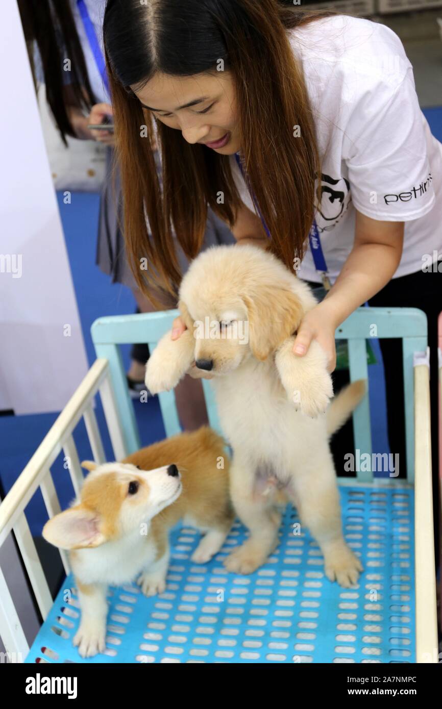 Pet-Liebhaber Herde zu sehen süße Haustiere an der Pet-Messe Asien 2019, das ist der 22. des Fairen, beginnt in Shanghai, China, 21. August 2019. *** Lokale Capti" Stockfoto