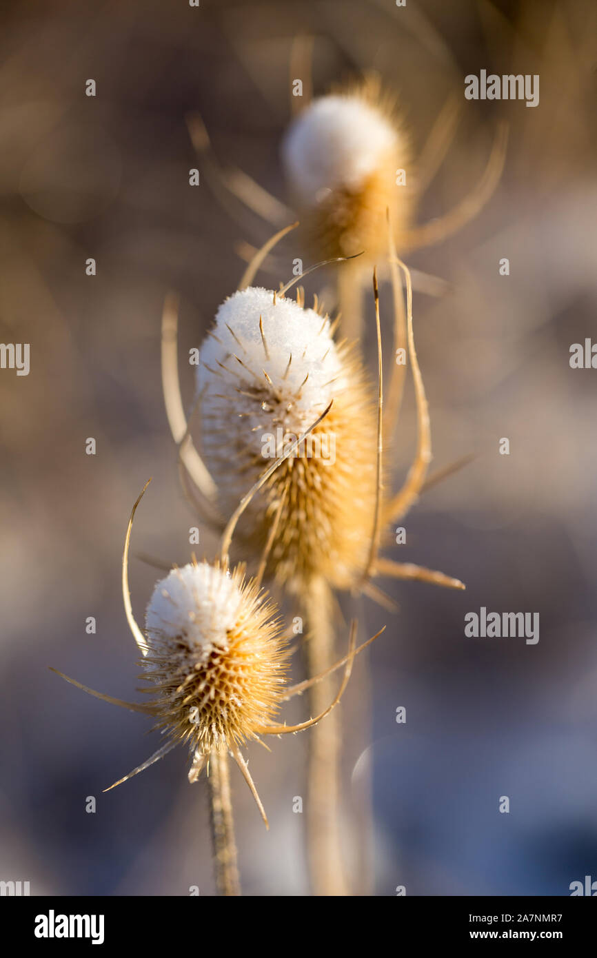 Tot thistle Köpfe im Winter mit Schnee bedeckt Stockfoto