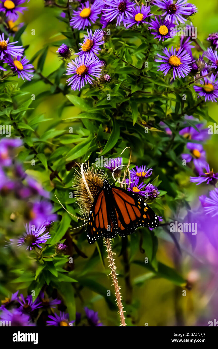Wandernde Monarchfalter Stockfoto