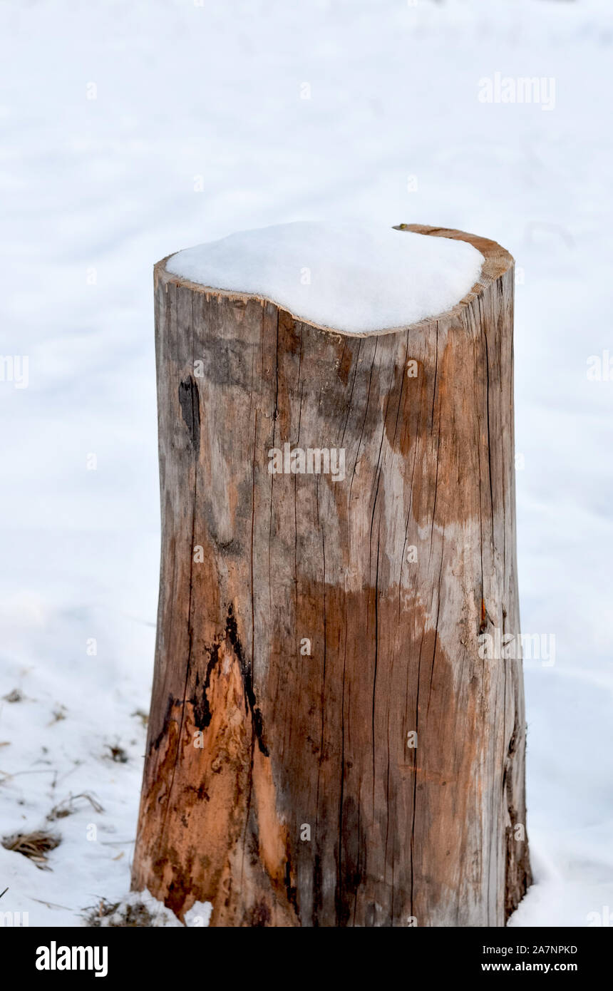 In der Nähe von kiefernwald Baumstumpf bedeckt mit Schnee im Winter Stockfoto