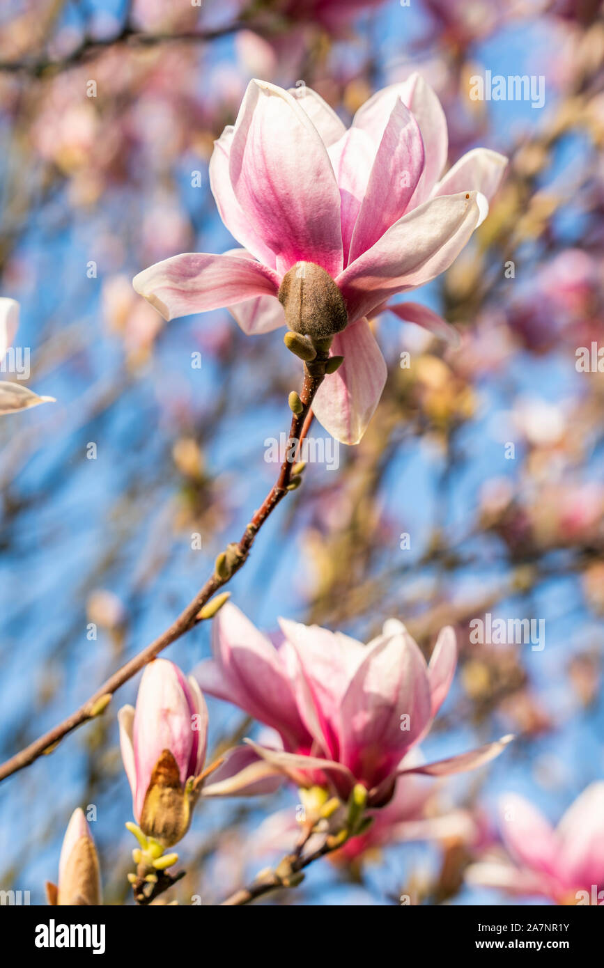 Pink Magnolia Blumen im Garten mit blauem Himmel Hintergrund Stockfoto