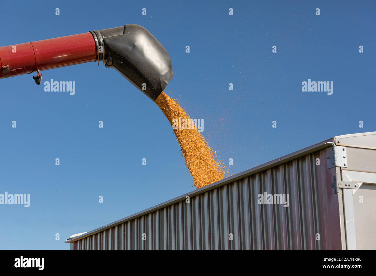 Red Mähdrescher mit bin Laden Schnecke gelb Maiskerne in grain Truck. Sonnigen Tag mit blauen Himmel während der Erntesaison Stockfoto