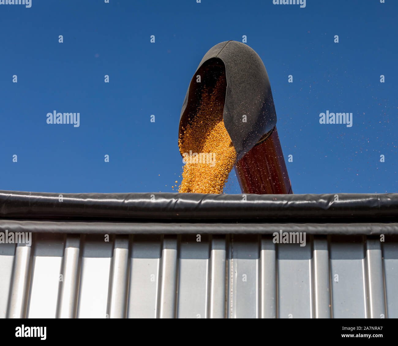 Red Mähdrescher mit bin Laden Schnecke gelb Maiskerne in grain Truck. Sonnigen Tag mit blauen Himmel während der Erntesaison Stockfoto