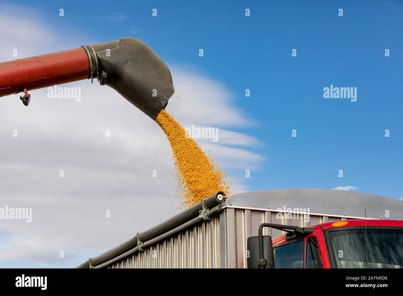 Red Mähdrescher mit bin Laden Schnecke gelb Maiskerne in grain Truck. Sonnigen Tag mit blauen Himmel während der Erntesaison Stockfoto