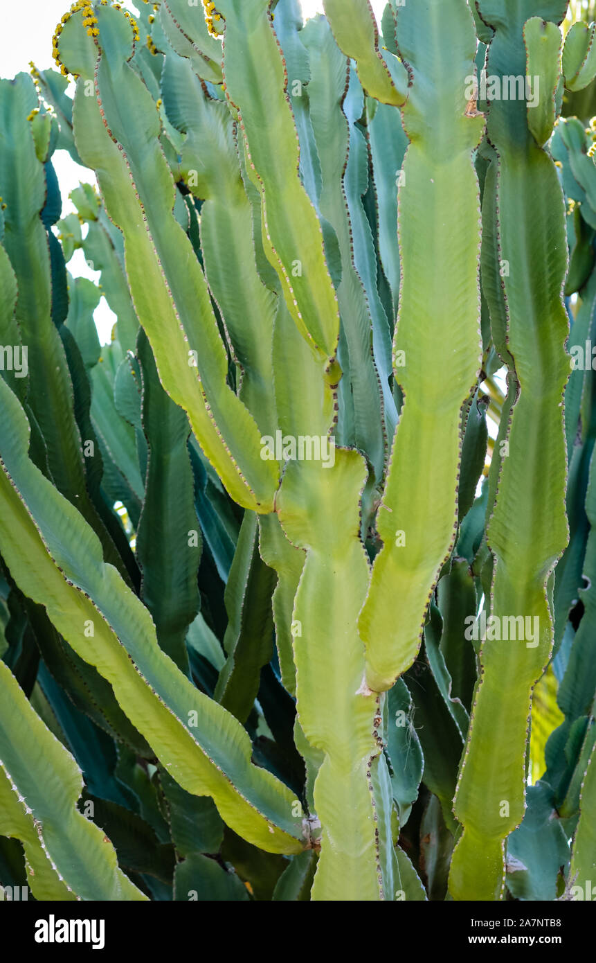 Nacht blühende cereus Werk in seiner natürlichen Umgebung. Stockfoto