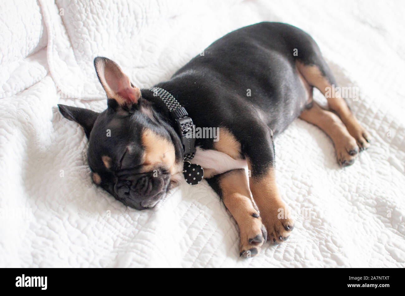 Schwarz und tan Französische Bulldogge Stockfoto