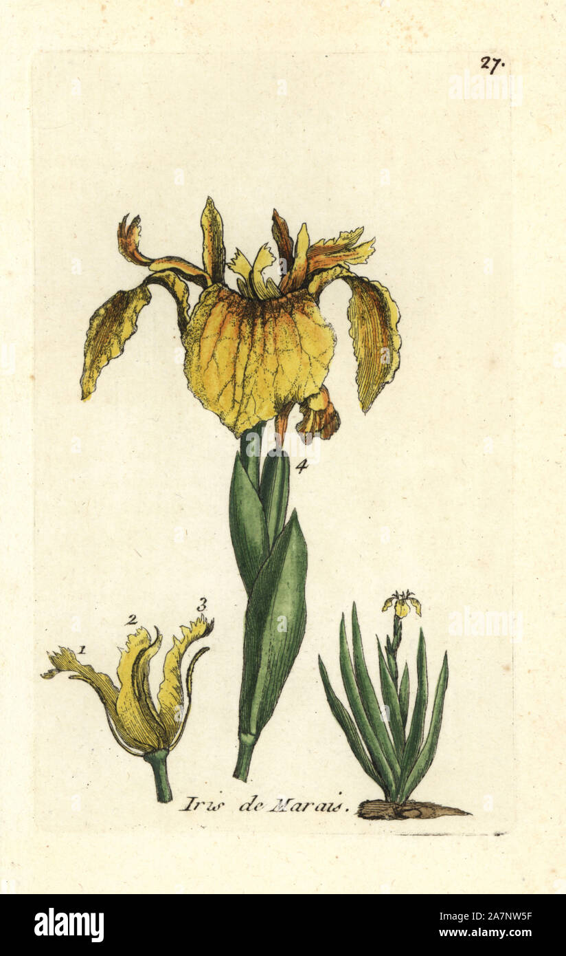 Gelbe Flagge, Iris pseudo-acorus. Papierkörbe botanischen ausgearbeitet und von Pierre Bulliard aus seinem eigenen 'Flora Parisiensis graviert", 1776, Paris, P.F. Didot. Pierre Bulliard (1752-1793 war ein berühmter französischer Botaniker die drei-Farben-platte Drucktechnik. Seine Einführung in die Blüten der Pariser 640 Pflanzen. Stockfoto