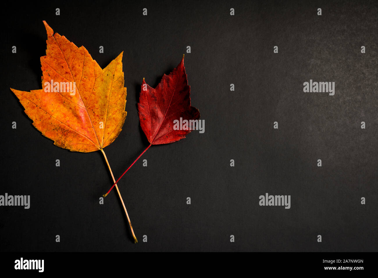 Zwei Blätter im Herbst auf einem dunklen Hintergrund Stockfoto