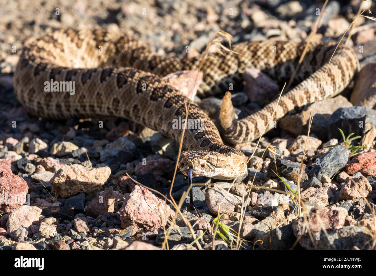 Nahaufnahme der Klapperschlange auf Straße in Nevada von Pyramid Lake Stockfoto