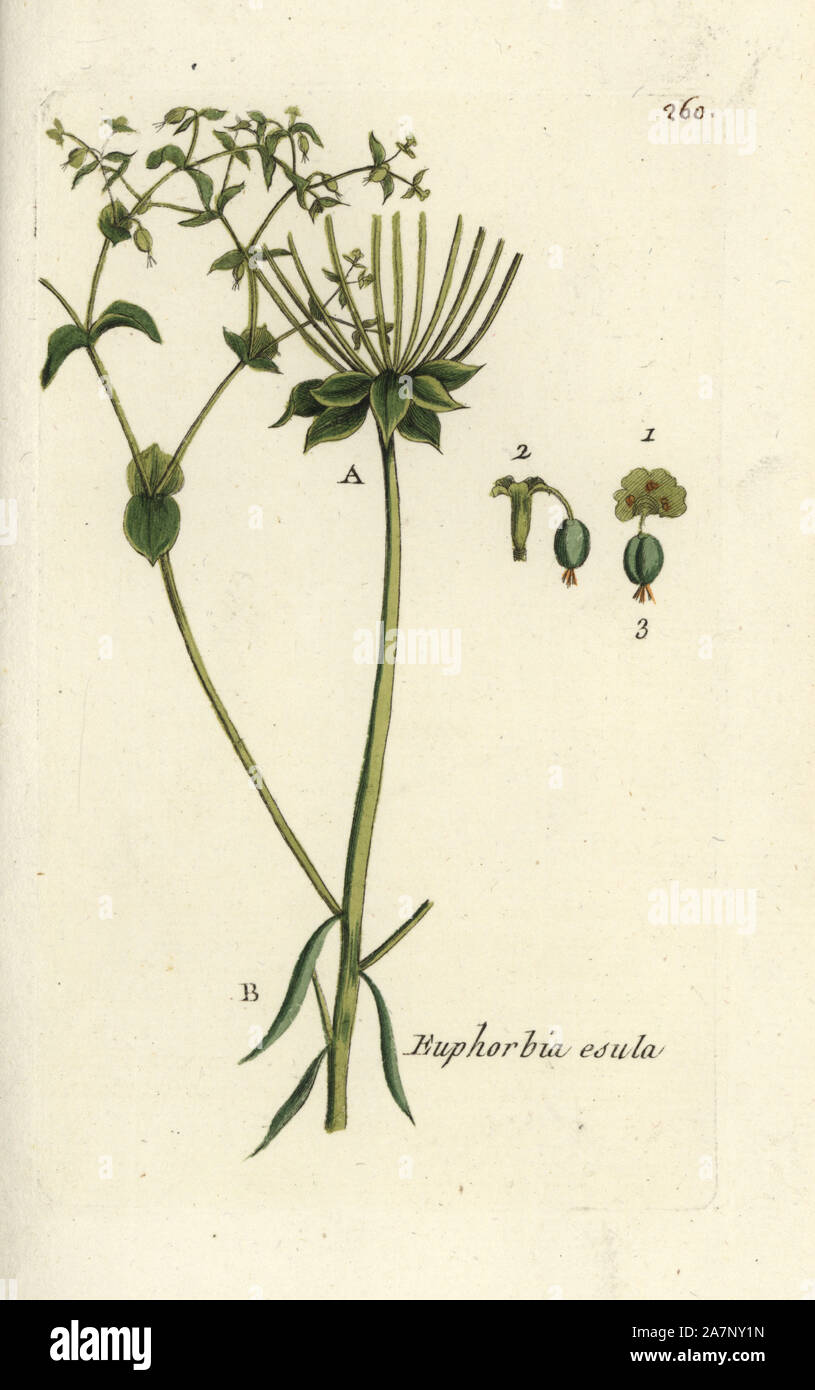 Grüne Wolfsmilch, Euphorbia esula. Papierkörbe botanischen ausgearbeitet und von Pierre Bulliard aus seinem eigenen 'Flora Parisiensis graviert", 1776, Paris, S. F. Didot. Pierre Bulliard (1752-1793) war ein berühmter französischer Botaniker die drei-Farben-platte Drucktechnik. Seine Einführung in die Blüten der Pariser 640 Pflanzen. Stockfoto