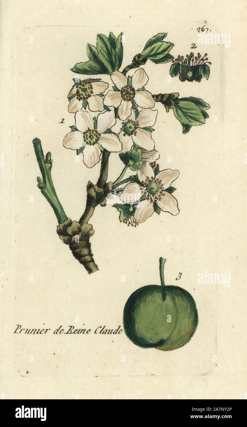 Italienische Zwetschge, Prunus domestica cereola. Papierkörbe botanischen ausgearbeitet und von Pierre Bulliard aus seinem eigenen 'Flora Parisiensis graviert", 1776, Paris, S. F. Didot. Pierre Bulliard (1752-1793) war ein berühmter französischer Botaniker die drei-Farben-platte Drucktechnik. Seine Einführung in die Blüten der Pariser 640 Pflanzen. Stockfoto