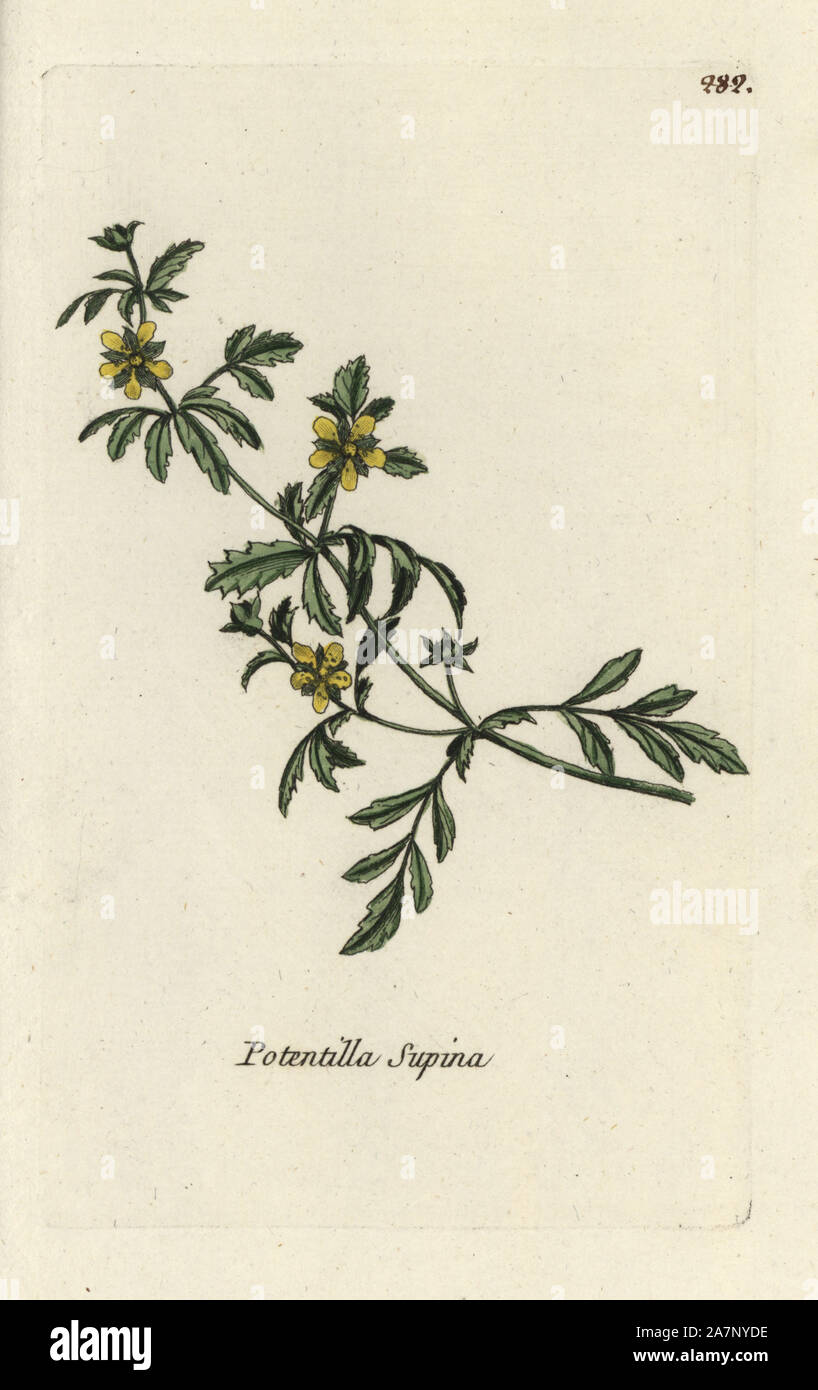 Potentilla supina. Papierkörbe botanischen ausgearbeitet und von Pierre Bulliard aus seinem eigenen 'Flora Parisiensis graviert", 1776, Paris, S. F. Didot. Pierre Bulliard (1752-1793) war ein berühmter französischer Botaniker die drei-Farben-platte Drucktechnik. Seine Einführung in die Blüten der Pariser 640 Pflanzen. Stockfoto