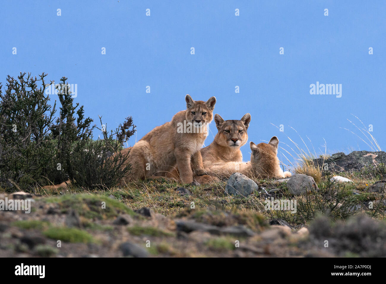 Mutter Puma mit seiner Jungen in der Nähe von Torres del Paine Nationalpark, Chile Stockfoto
