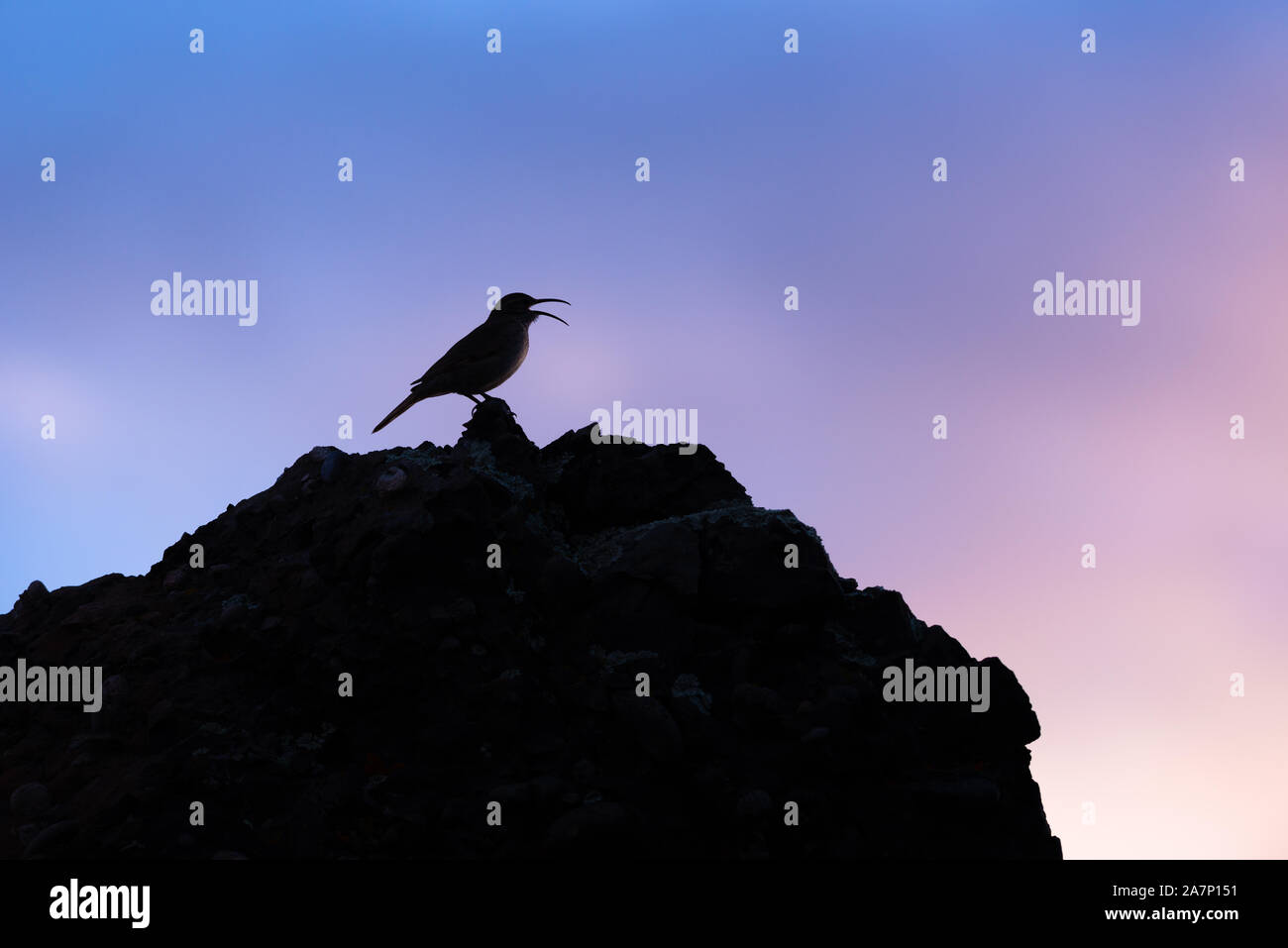 Ein Scale-throated Earthcreeper singt bei Sonnenaufgang in der Nähe von Upucerthia demetaria Stockfoto