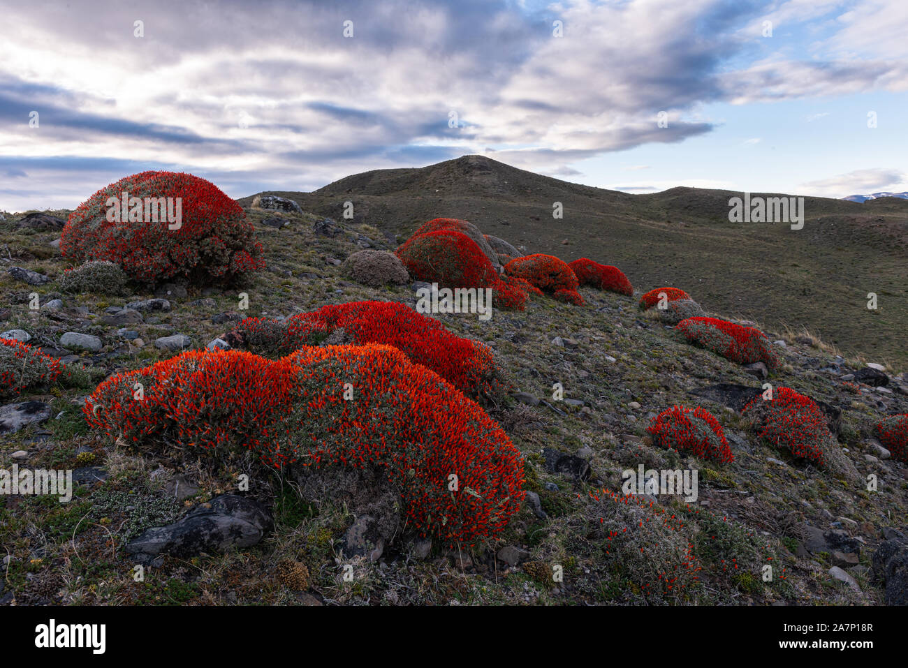 Vegetation (Anarthrophyllum Desiderat) in der Nähe von Torres del Paine Nationalpark, Chile Stockfoto