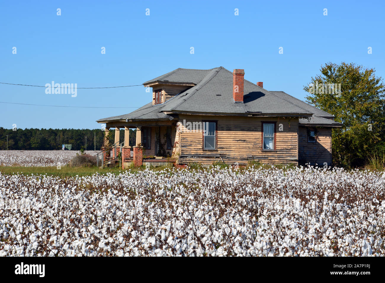 Baumwolle Felder sind bereit, Ernte neben einem verlassenen Bauernhof in ländlichen North Carolina zu. Stockfoto