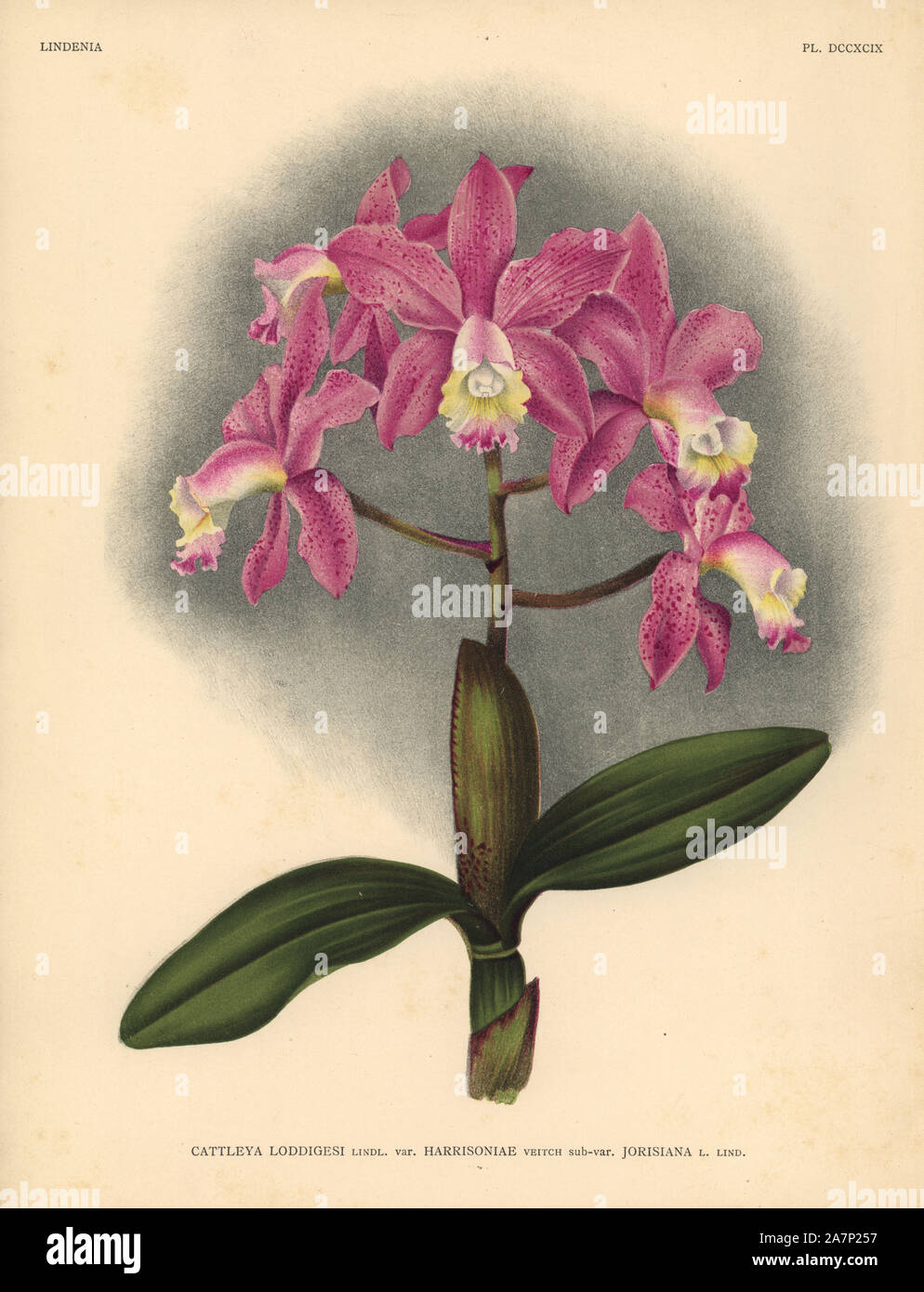 Harrisoniae Vielzahl von Cattleya loddigesi, Lindl., Orchidee. Botanische Illustration in chromolithograph von Lucien Linden's 'Lindenia, Iconographie des Orchidees", Brüssel, 1903. Stockfoto