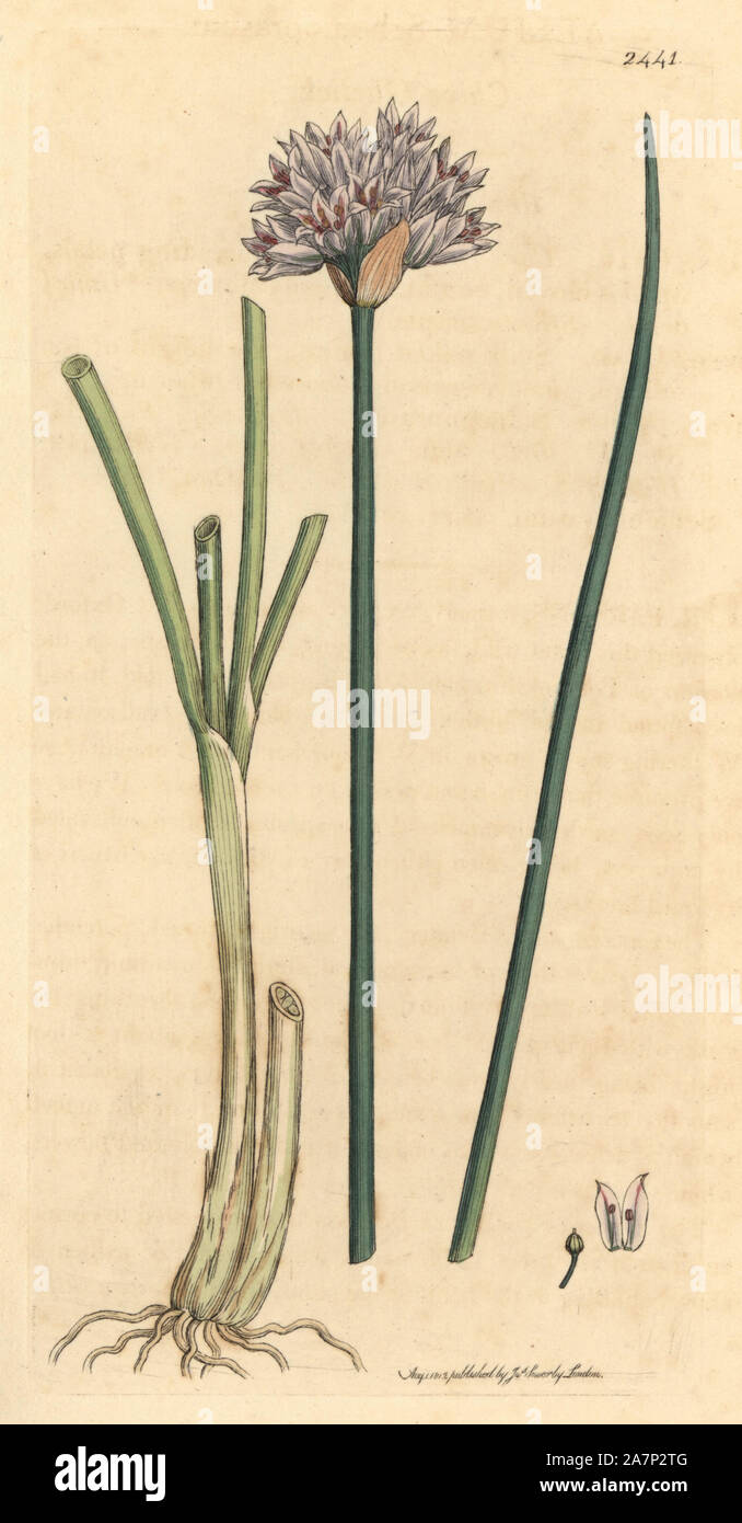 Schnittlauch Knoblauch Allium Schoenoprasum Papierk rbe Kupferstich 