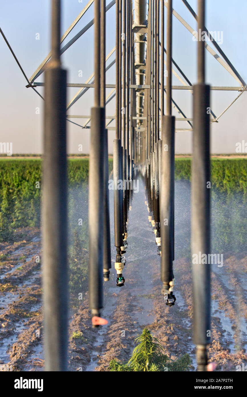Sprinkler, lineare Bewässerungssystem, die in Hanf Feld 'Frosted Kalk" Sorte, Cannabis Sativa. Stockfoto