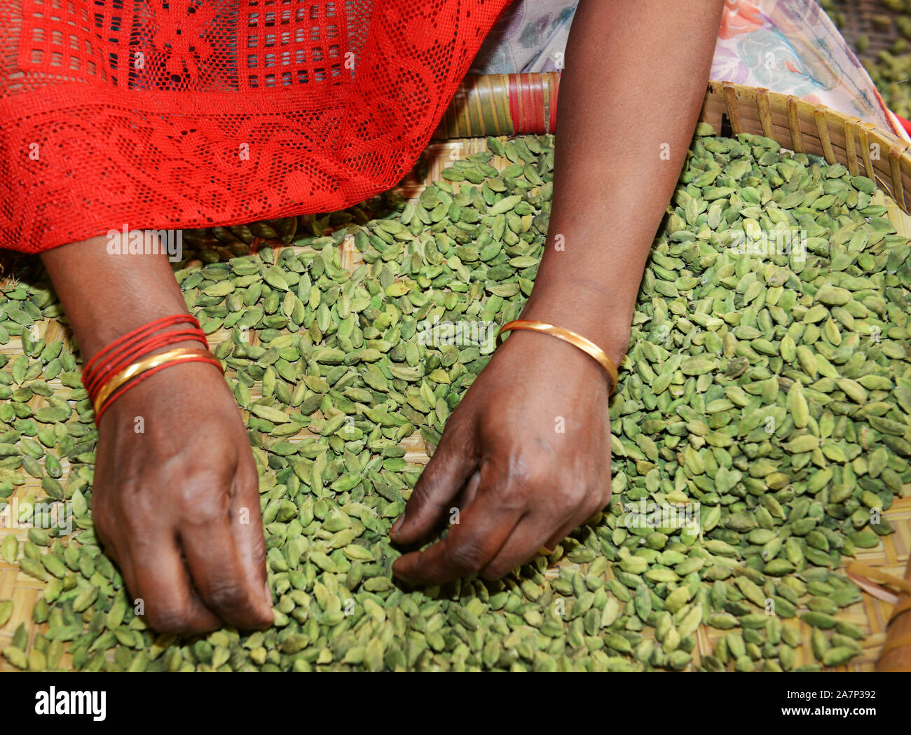 Tamilische Frauen sortieren Kardamomen an einem Sortierzentrum in der Nähe von Thekkady, Kerala, Indien. Stockfoto