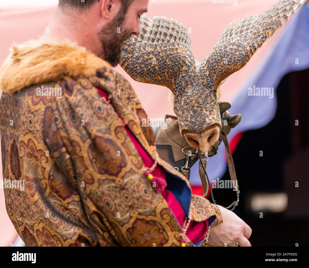 St Ives, Sydney, Australien - 21. September 2019: Masked Owl Fütterung aus der Hand des Trainers bei "Greifvögel" Ausstellung in St Ives mittelalterlichen Faire Stockfoto