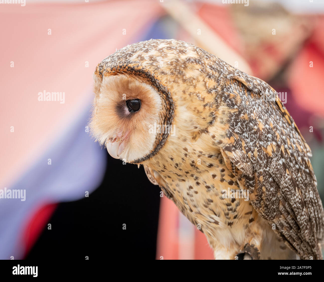Australian masked Owl thront auf der Suche - Profil anzeigen von Gesicht, Schnabel und Augen. Stockfoto