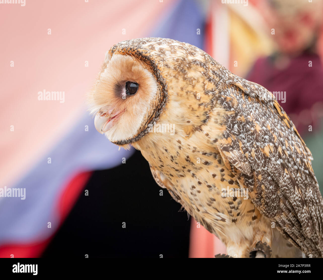 Australian masked Owl thront auf Seite - Profil anzeigen von Gesicht, Schnabel und Augen. Stockfoto