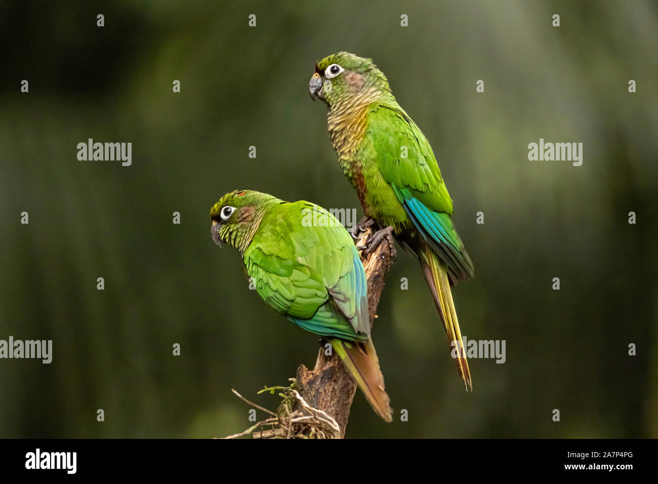 Maroon-bellied Sittich - Pyrrhura frontalis Stockfoto
