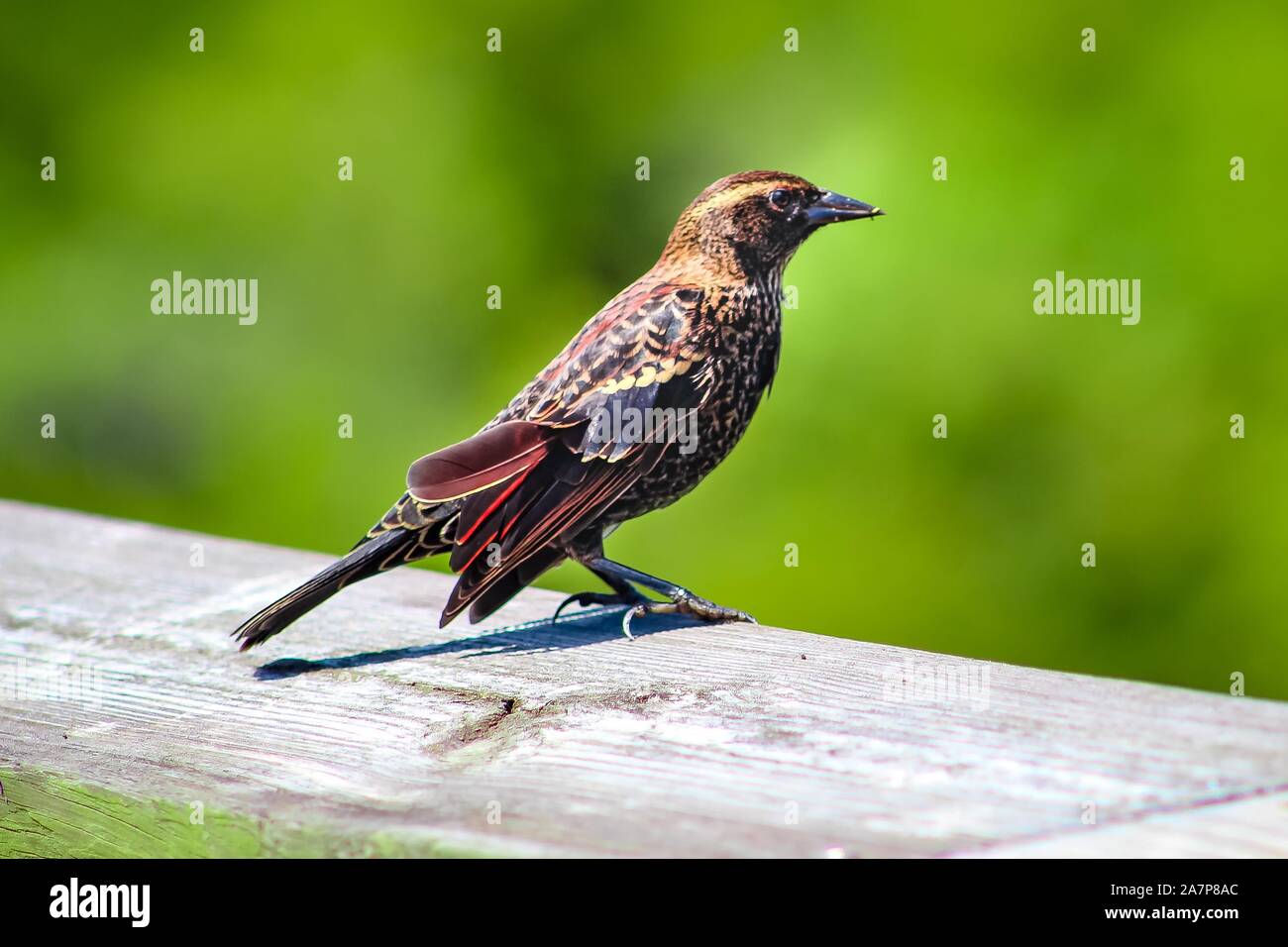 Kleiner Brauner Vogel Stockfotos und -bilder Kaufen - Alamy
