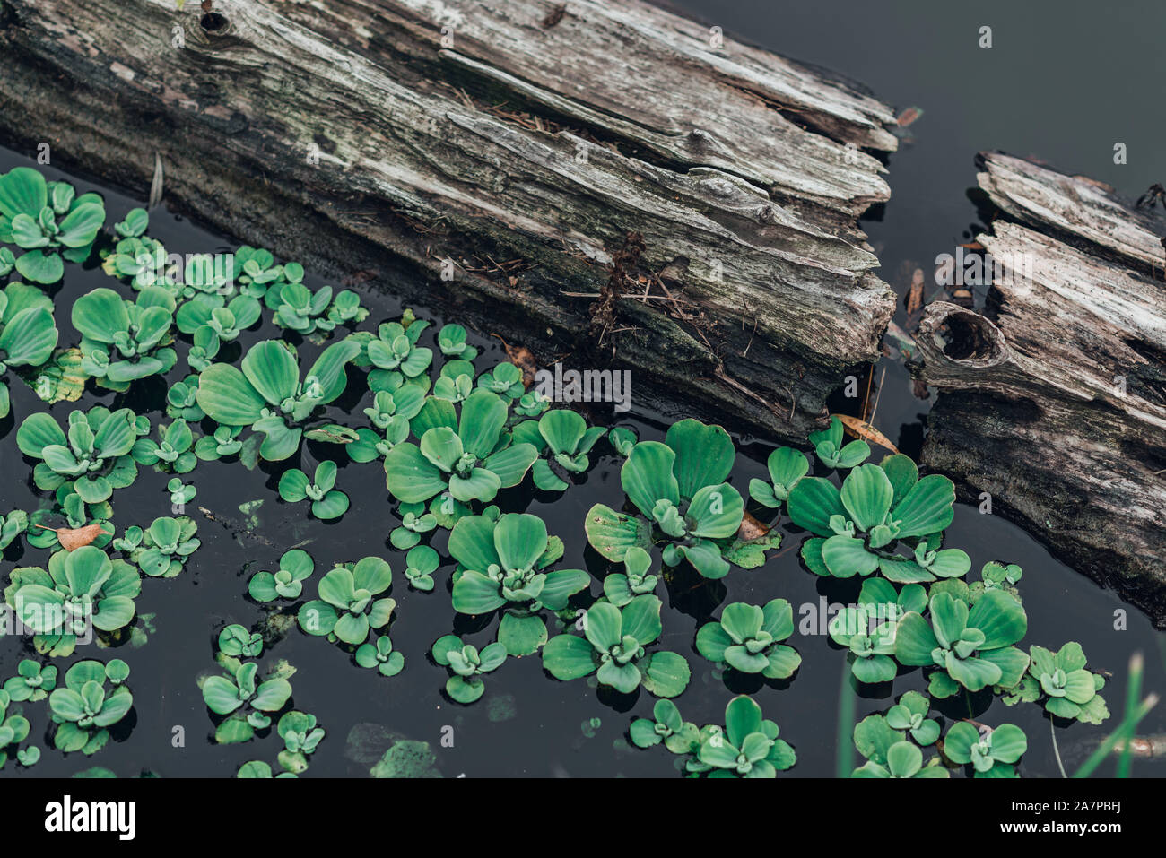 Im Teich mit grünen Pflanzen in Wasser Treibholz, Haken. Stockfoto