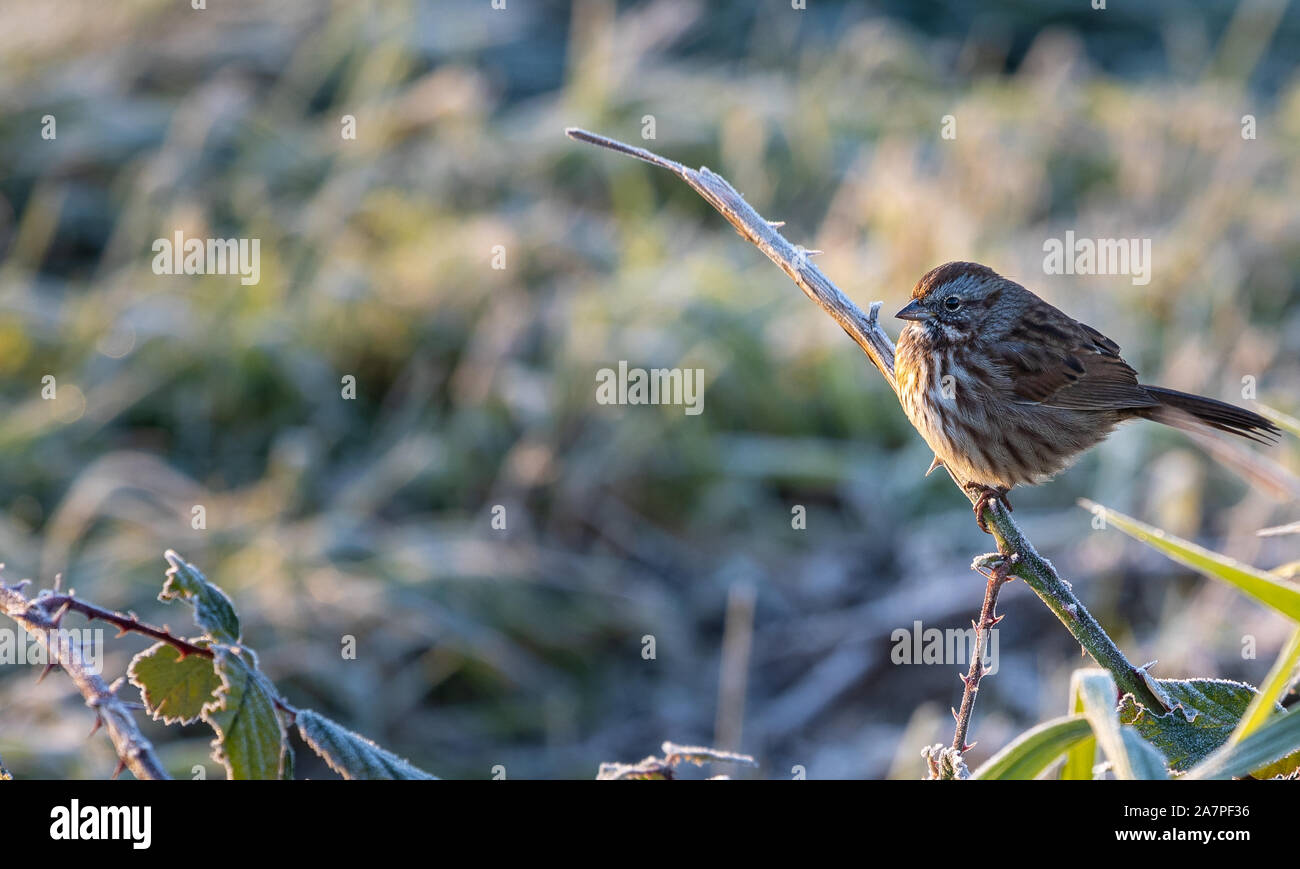 Sparrow (Gelbhalsmaus (Apodemus) hocken auf Zweig an einem kühlen frühen Herbst morgen Stockfoto