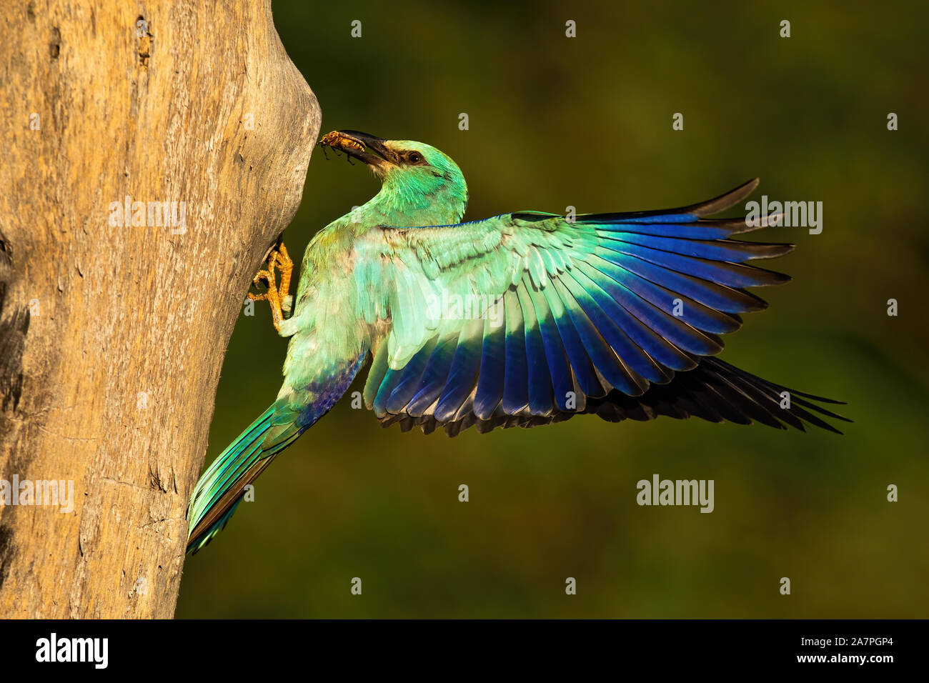 Europäische Rolle mit Gefangenen Käfer Fütterung auf Nest im Baum. Stockfoto