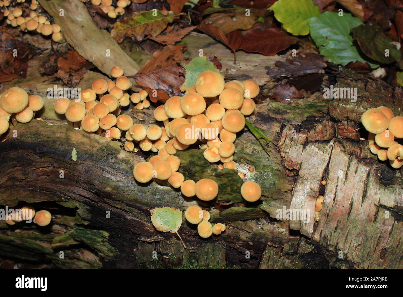 Schöne gelbe Pilze wachsen auf altem Holz in den Wald. Herbst. Stockfoto