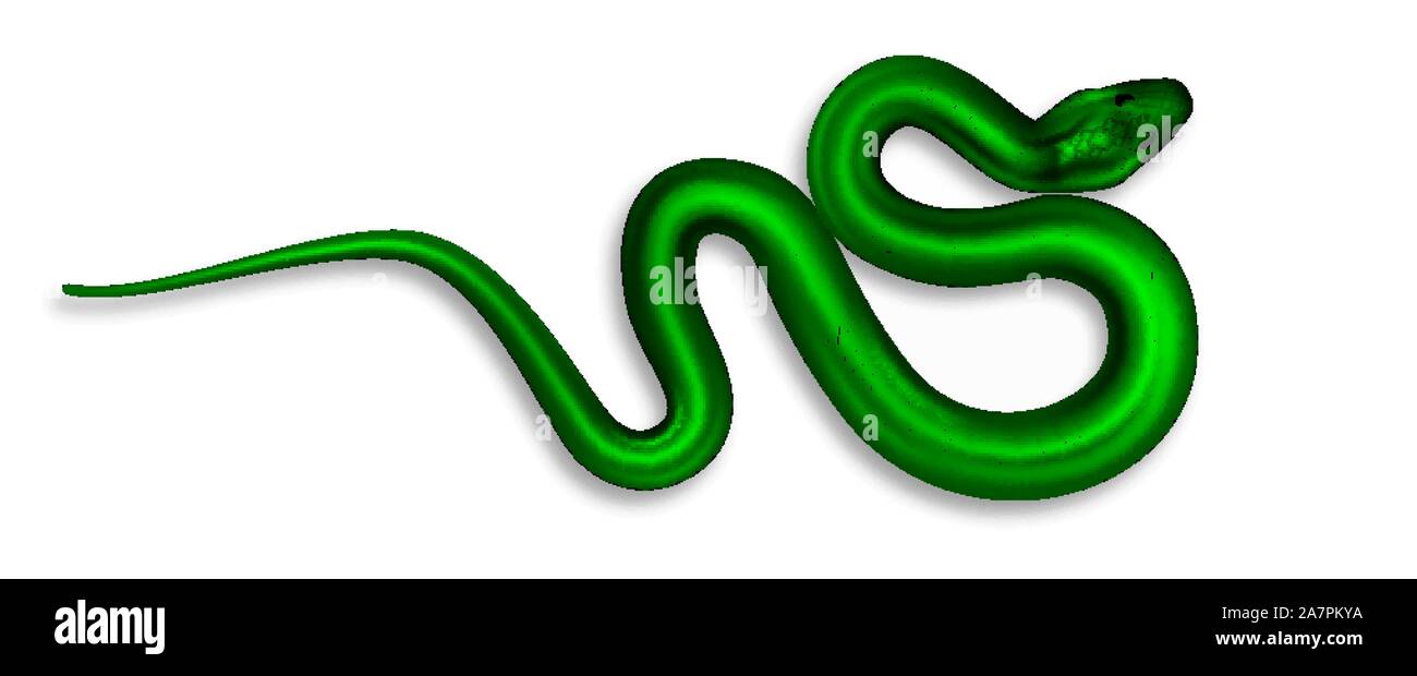 Exotische Schlange mit Gefahr Gift Draufsicht Vektor Stock Vektor