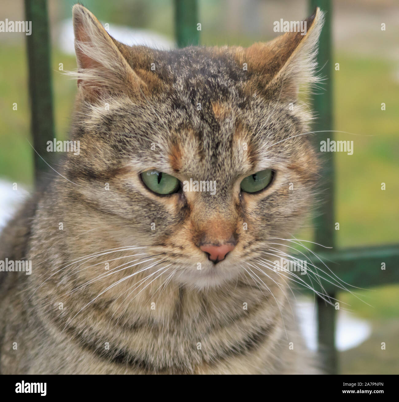 Portrait des abisolierten Katze mit grünen Augen Stockfoto