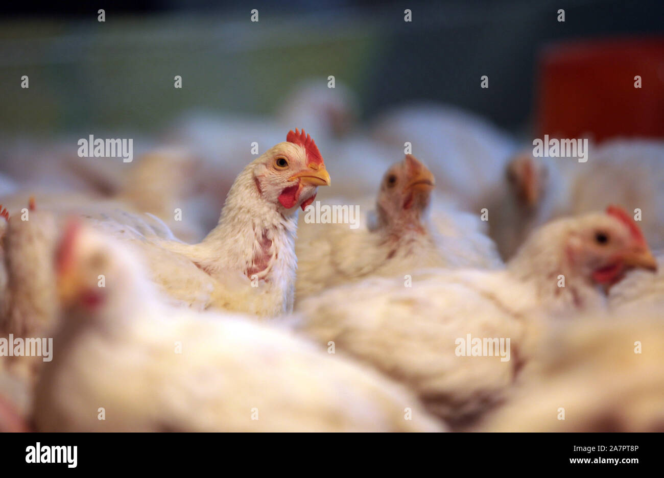 - - - - Hühner sind in einem Werk der Geflügelverarbeitung in Anyang Stadt gesehen, die Zentrale China Provinz Henan, 16. Mai 2013. Huhn landwirtschaftlichen Betriebe in Stockfoto