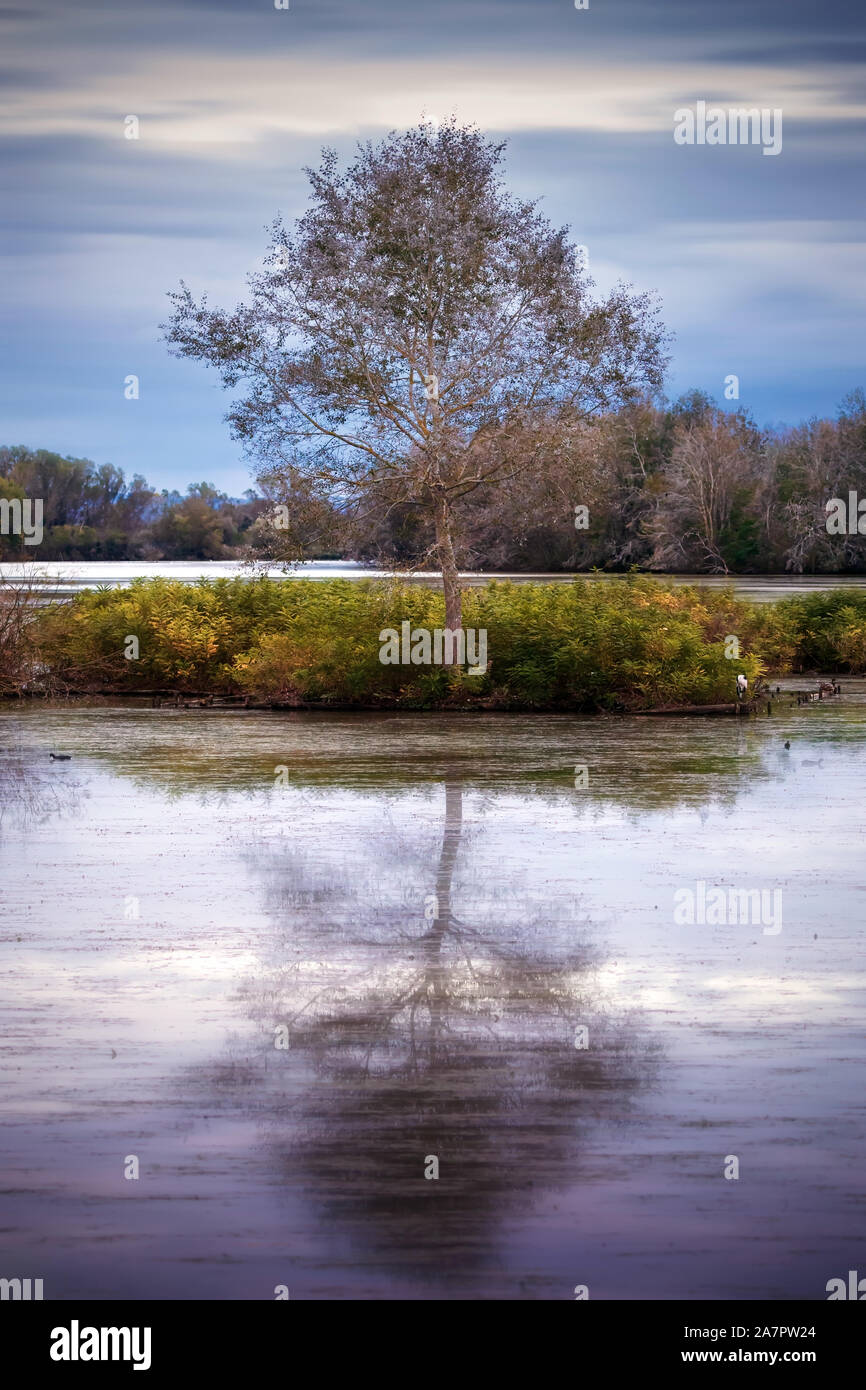 Eine kleine Oase in einem See, wo ein großer Baum steigt, deren Bild auf der Oberfläche des Wassers durch das Licht der Sonne reflektiert wird. Stockfoto