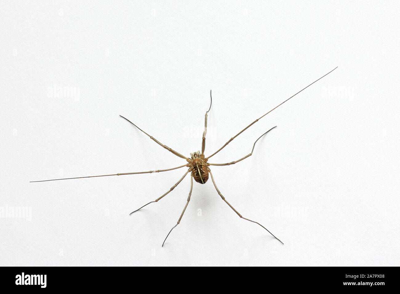 Eine Spinne auf einem weißen Oberfläche Stockfoto