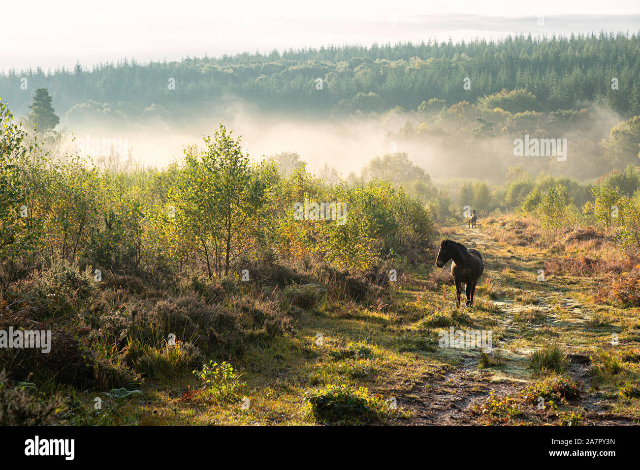 Semi-Wildes Pony auf verwalteten Heide in der Nähe von Trellech, Wales. Stockfoto