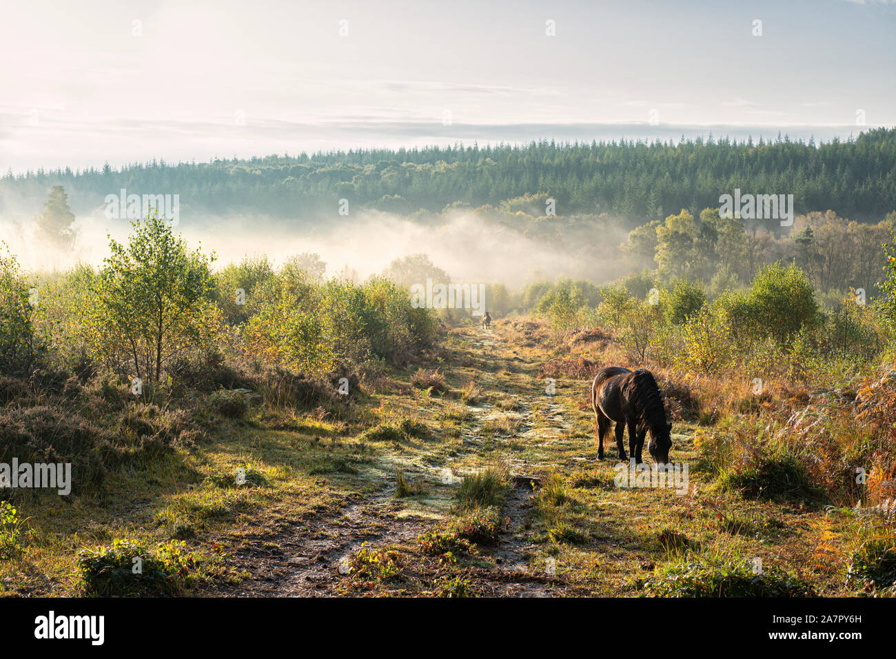 Semi-Wildes Pony Beweidung auf verwalteten Heide in der Nähe von Trellech, Wales. Stockfoto