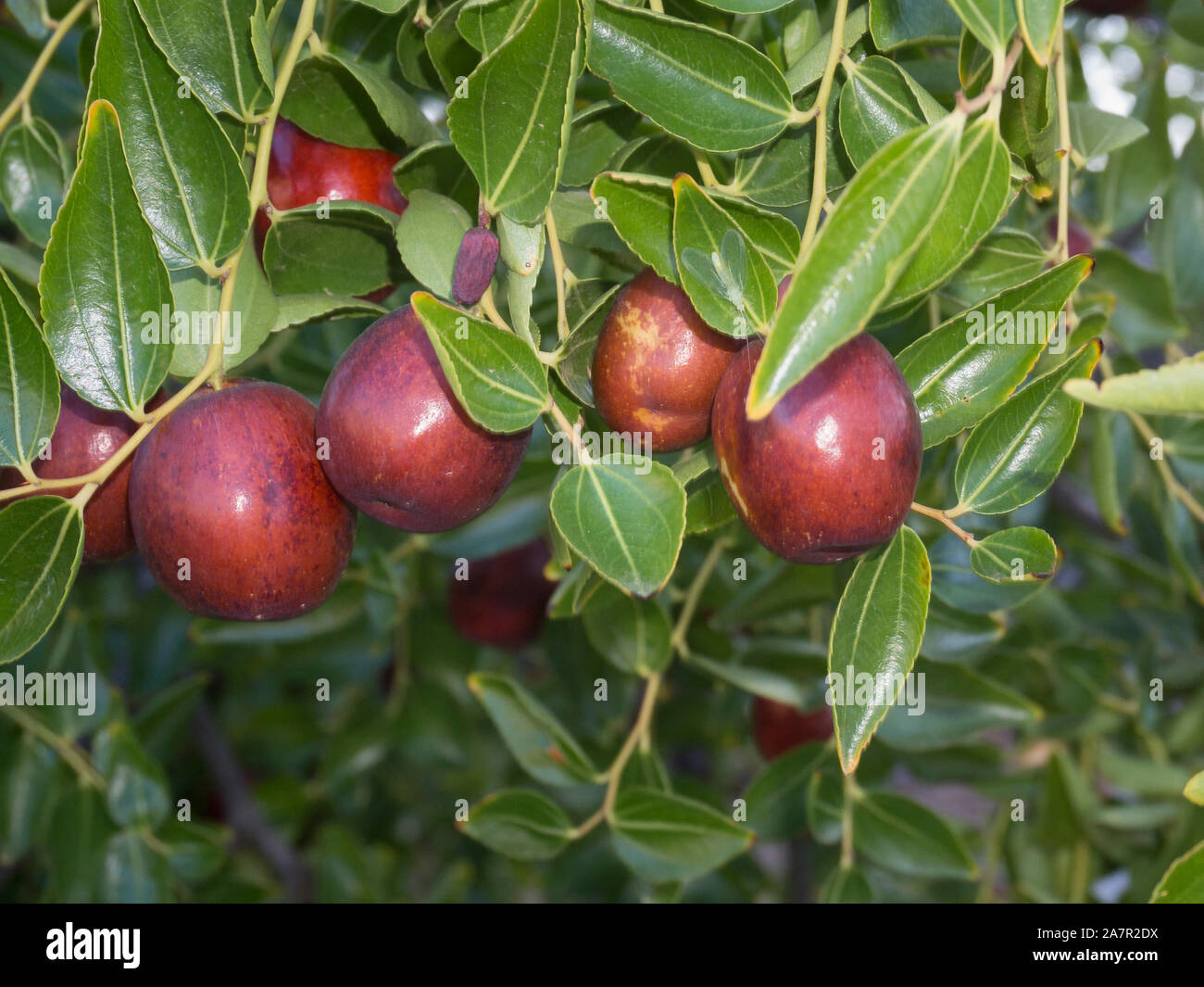 Azofaifo (Ziziphus jujuba) fleischige Frucht Stockfoto